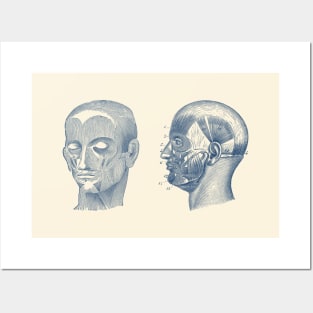 Human Skull Muscular Diagram - Dual View Posters and Art